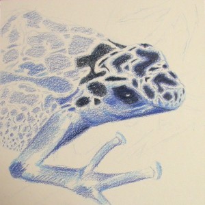 Blue frog - wip2