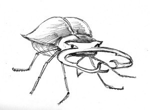Stag beetle 3